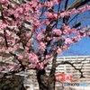 住宅街の紅梅