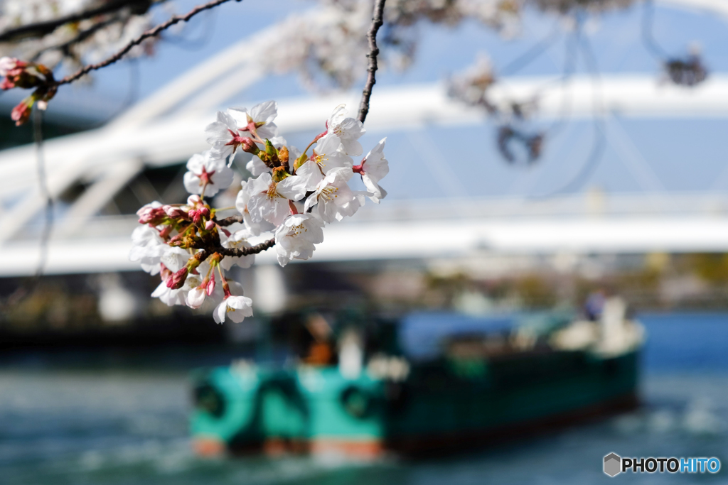 こころウキウキ桜咲き川を上るは運搬船