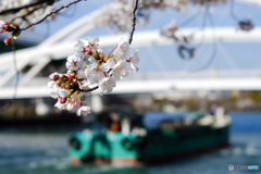 こころウキウキ桜咲き川を上るは運搬船