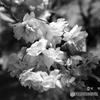 八重桜②　RICOH XR-X試写