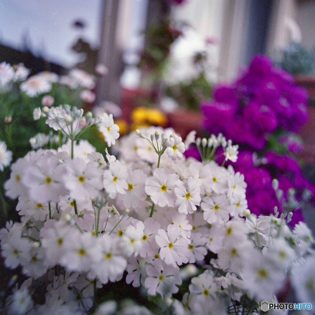 サクラソウ〜ベランダ花壇〜フィルム