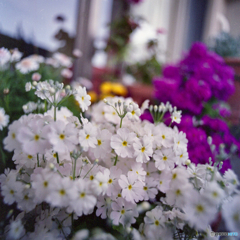 サクラソウ〜ベランダ花壇〜フィルム