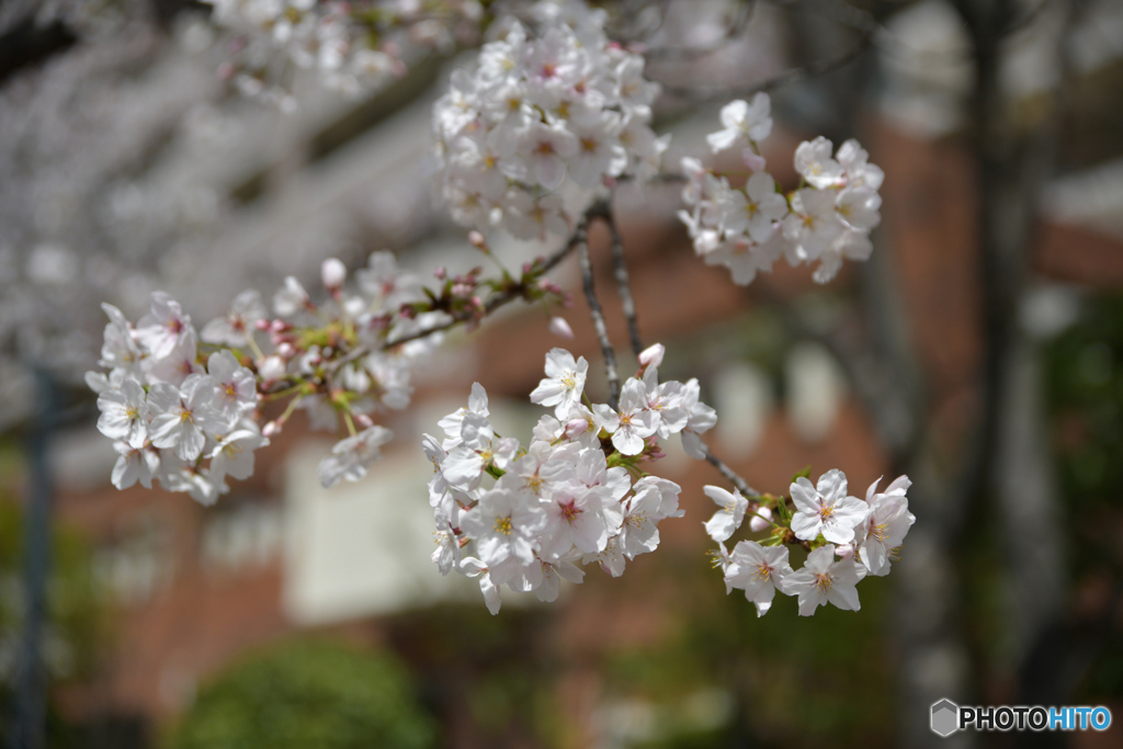 街なか桜