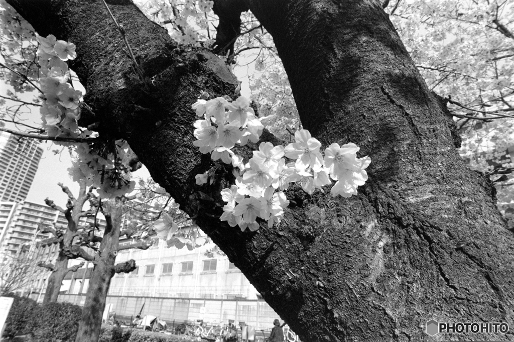 快晴好日～あちこちモノクロ桜～