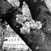 快晴好日～あちこちモノクロ桜～