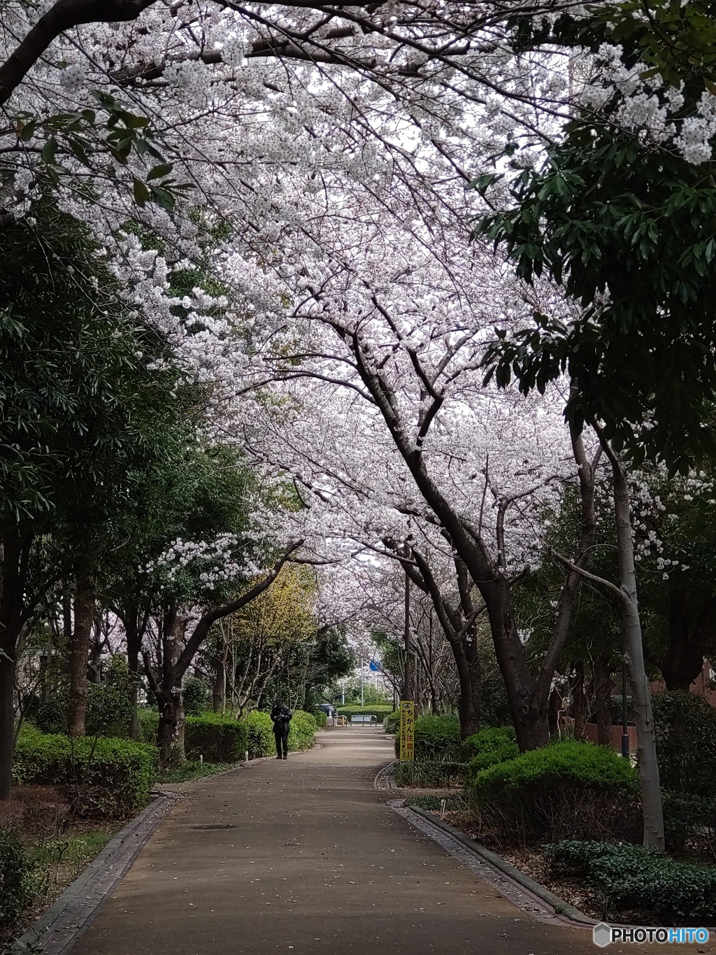 桜のアーケード