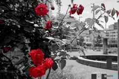 レッド　１　とりあえずは薔薇