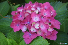 紫陽花図鑑２