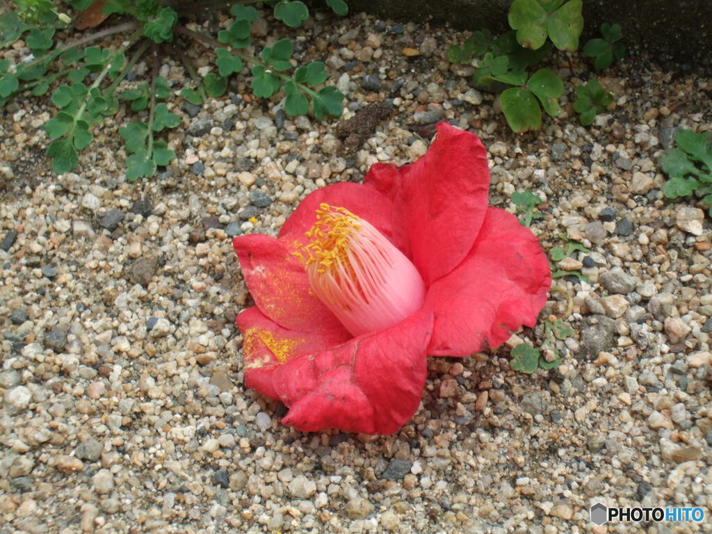 似て非なる物　①の②