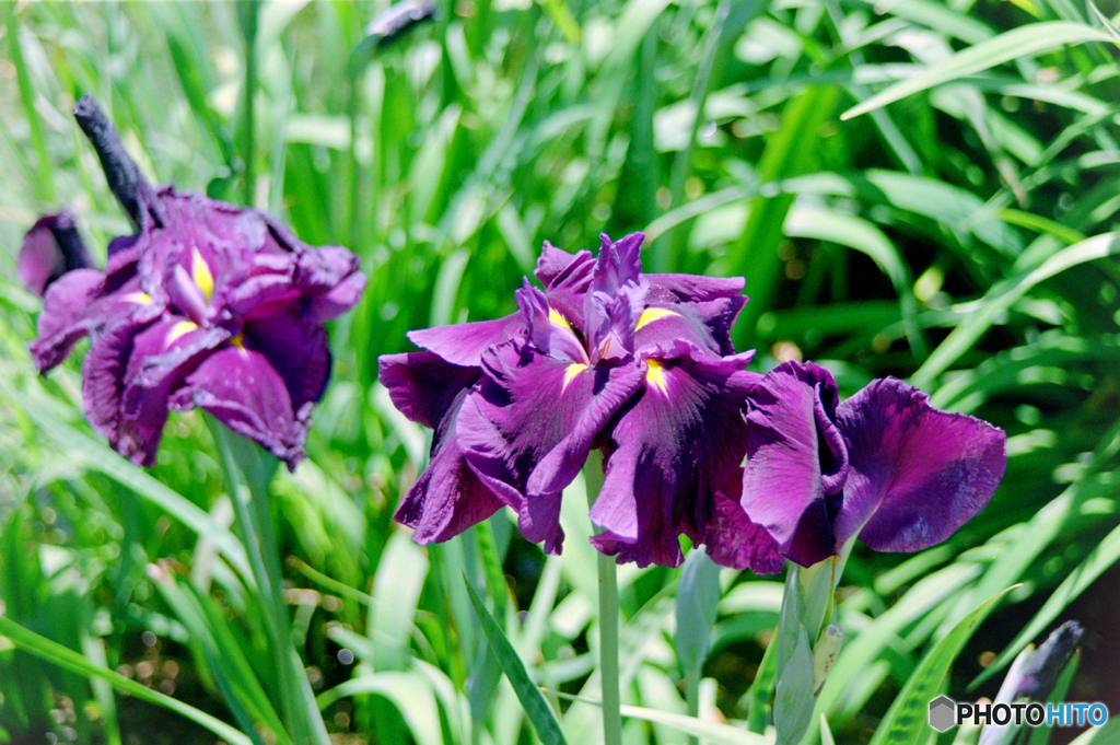 花菖蒲　長井清流（フィルム）