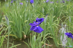 城北菖蒲園
