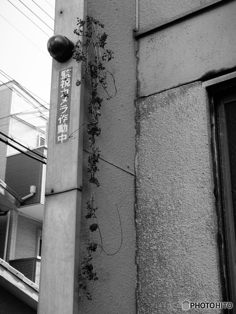 越冬（デジタル）