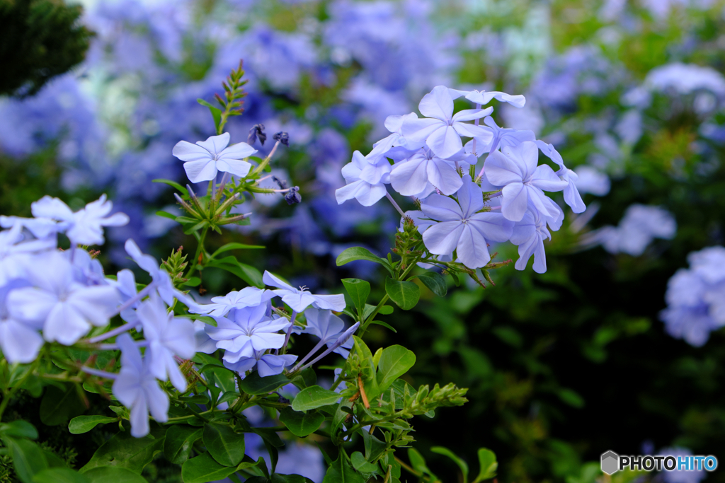 花は秋