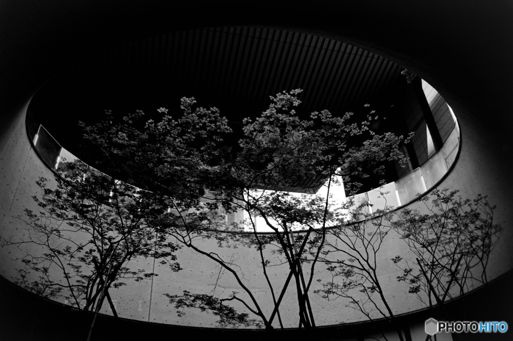 地下街の樹（フィルム）
