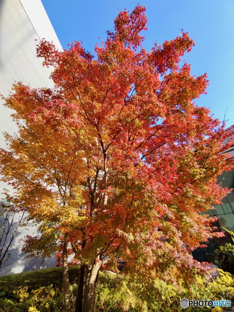 街なか紅葉