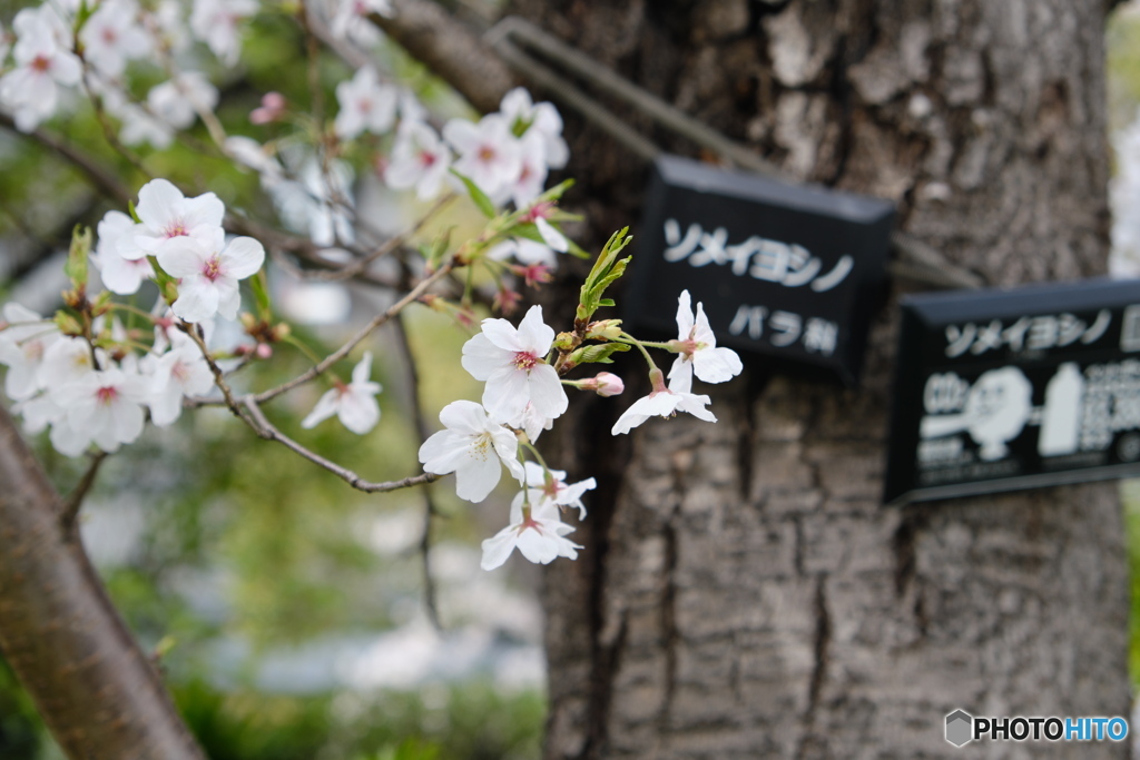 花図鑑（近所の桜）