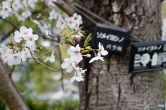 花図鑑（近所の桜）
