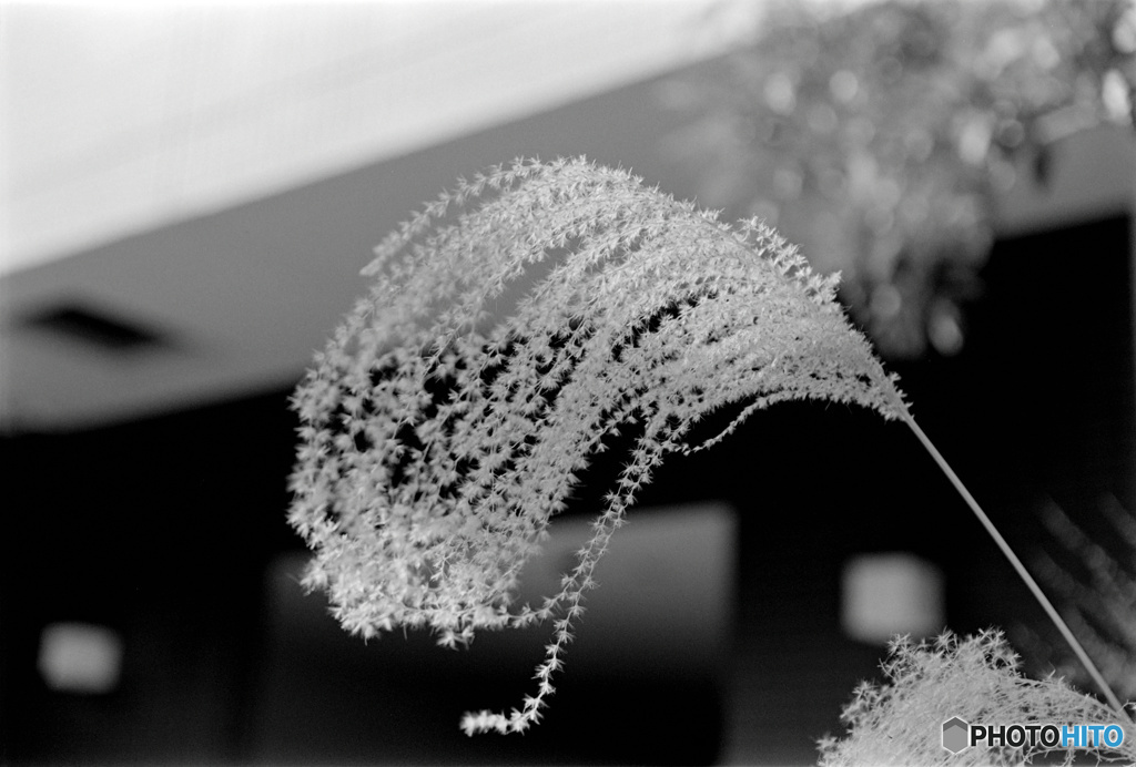 越冬（フィルム）