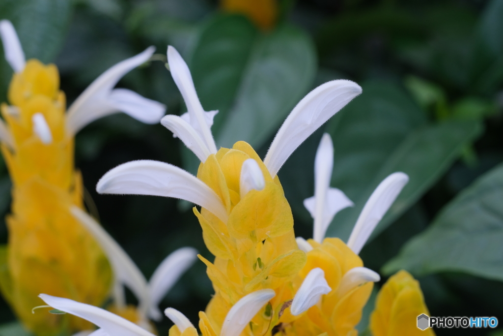 街の花