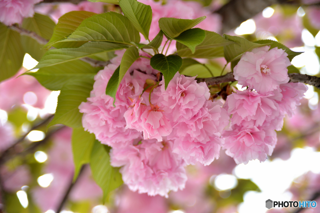 八重桜