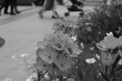通りの花壇