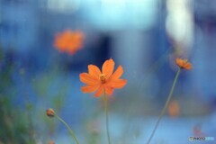 街の花