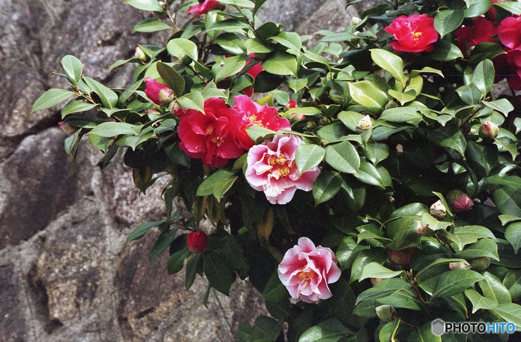路傍の花