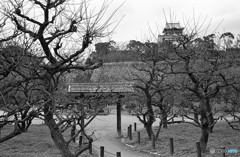 大阪城梅林