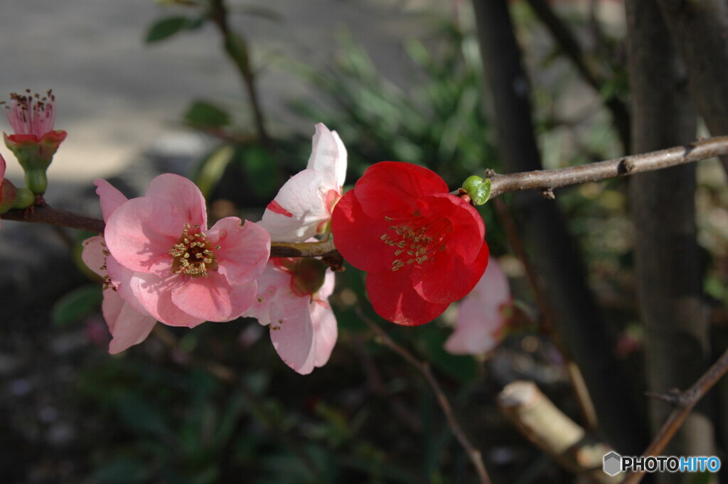 木瓜１