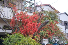 ピラカンサ