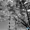 屋上公開広場（フィルム）