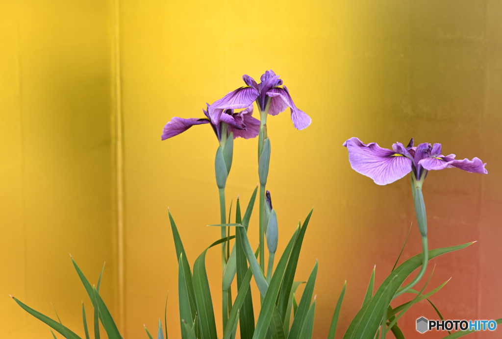 花菖蒲と金屏風