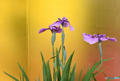 花菖蒲と金屏風
