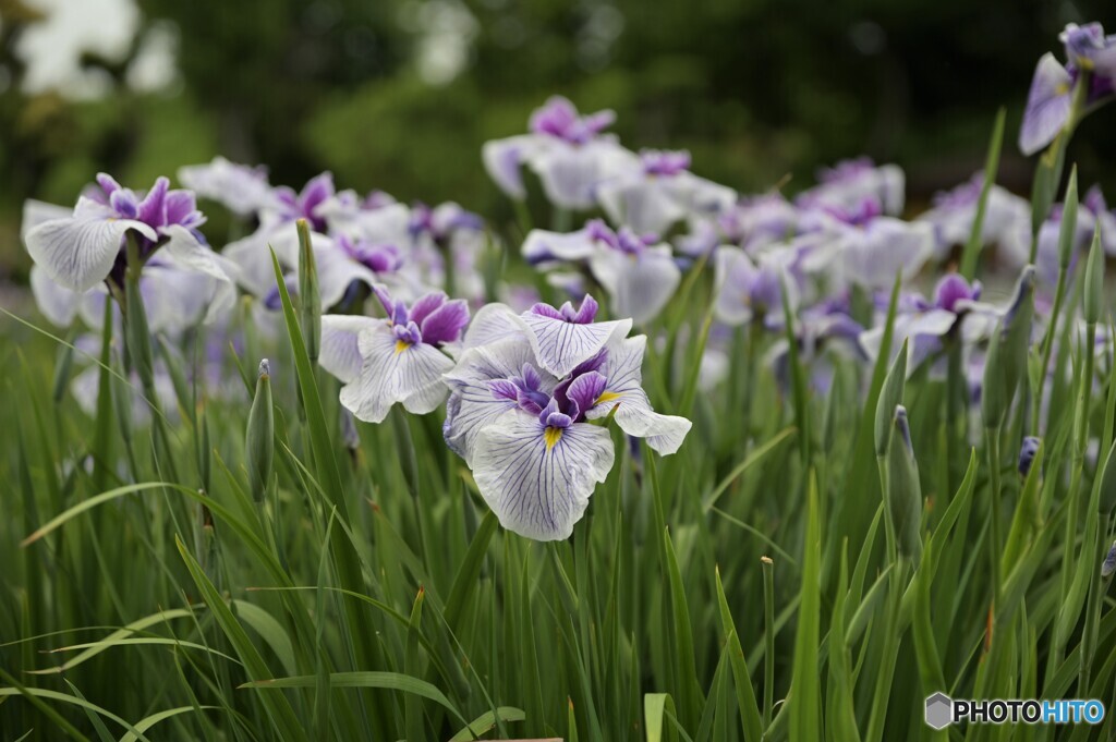 花菖蒲　城北菖蒲園