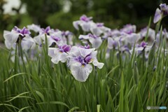 花菖蒲　城北菖蒲園