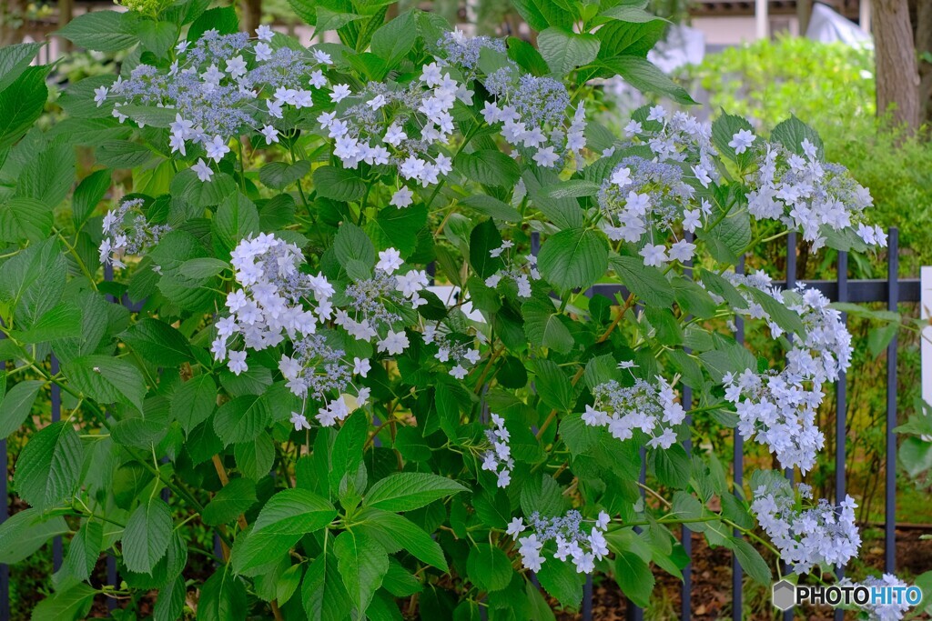 涼やか紫陽花