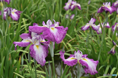 花菖蒲　城北菖蒲園