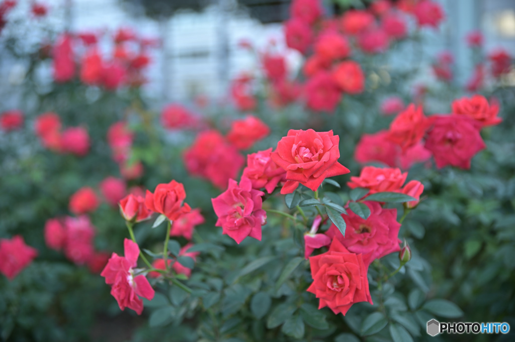 秋の薔薇