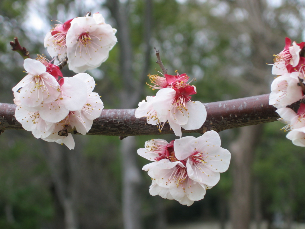 ？桜みたいだけど、、、２