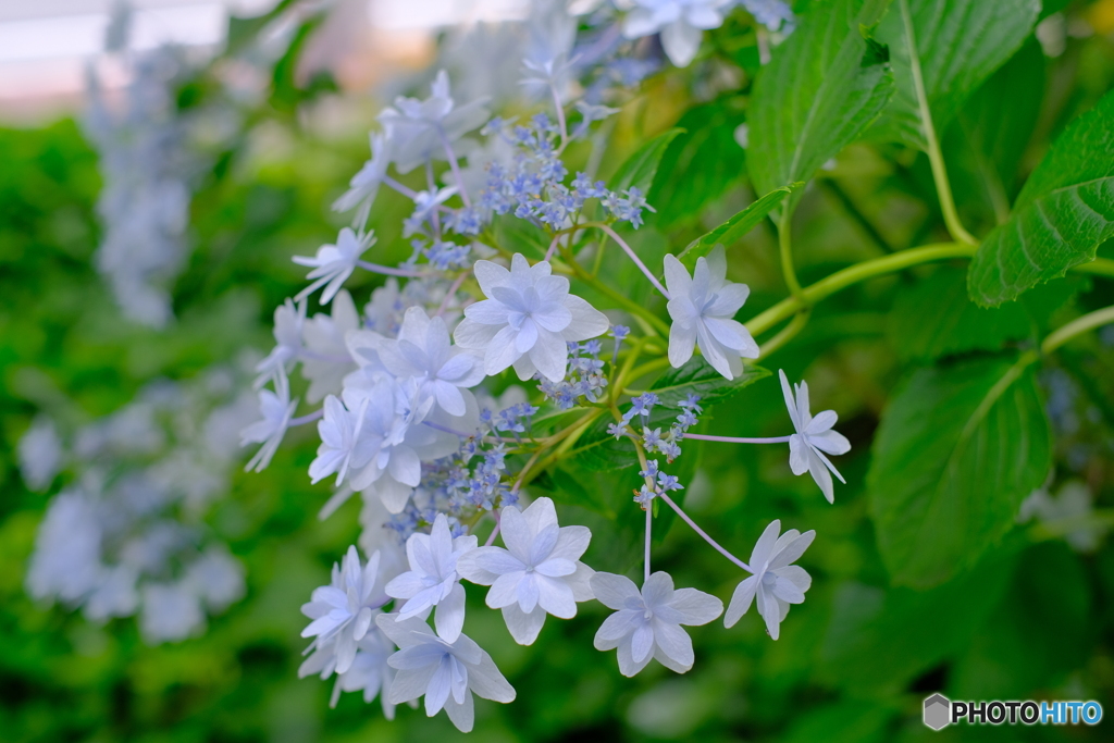 涼やか紫陽花