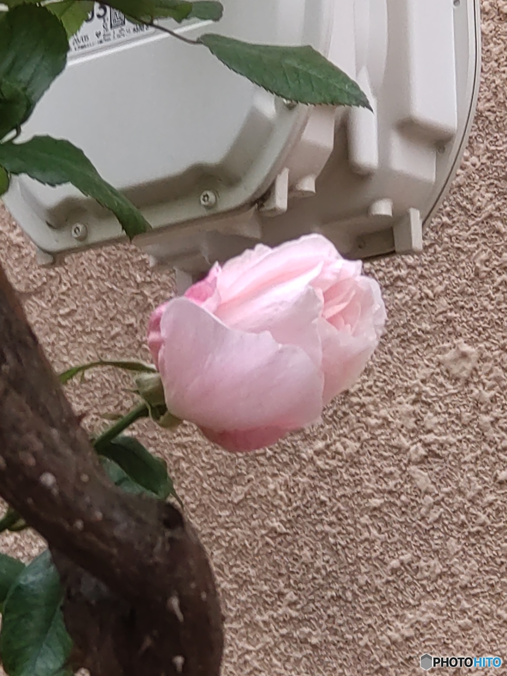 冬のバラ