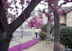 八重と芝と
