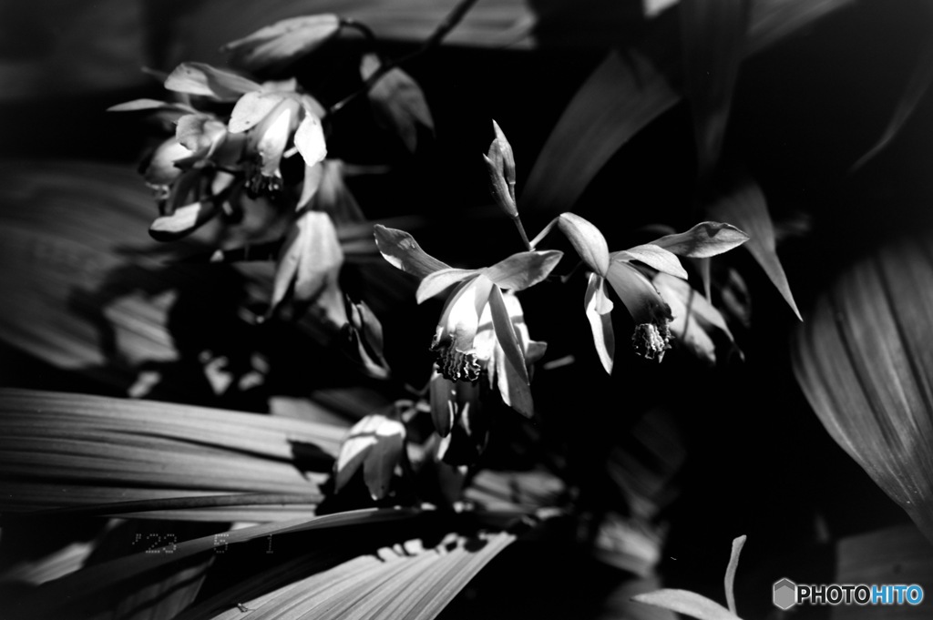 花（マイクロフィルム HR-20）