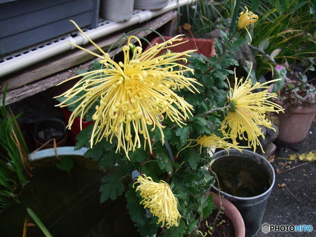街なか花壇