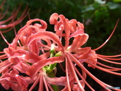 彼岸花、曼珠沙華、死人花、地獄花