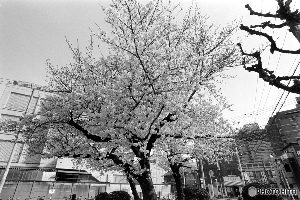 快晴好日～あちこちモノクロ桜～