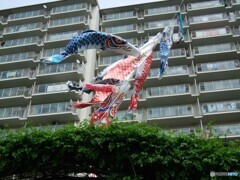五月五日