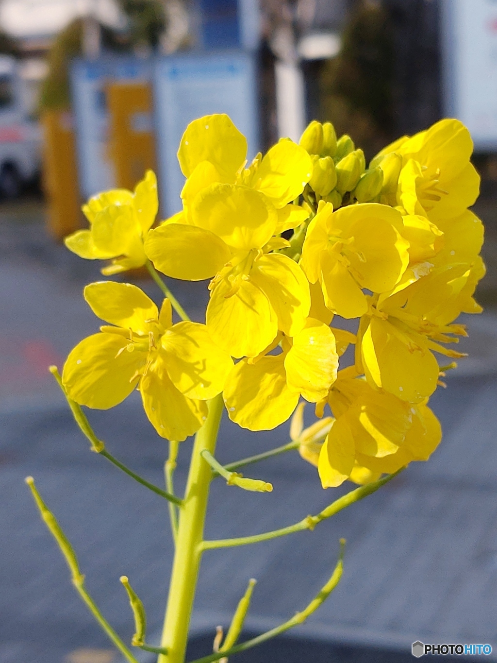 花巡り～菜の花～
