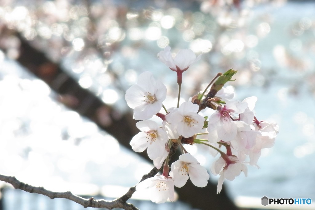 こころウキウキ桜咲く　２