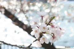 こころウキウキ桜咲く　２